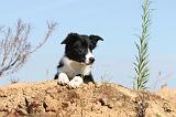 BORDER COLLIE 364